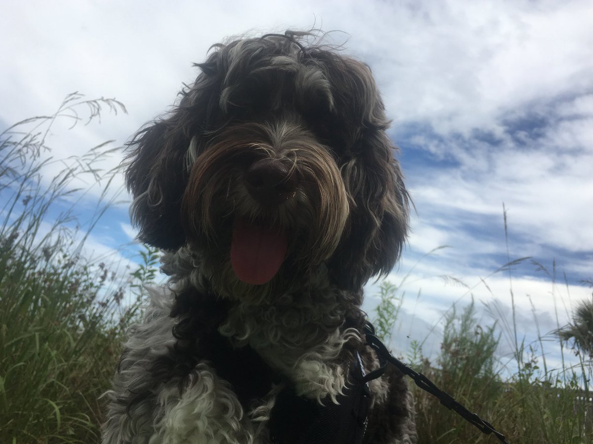 StockBaron Trading tweet media