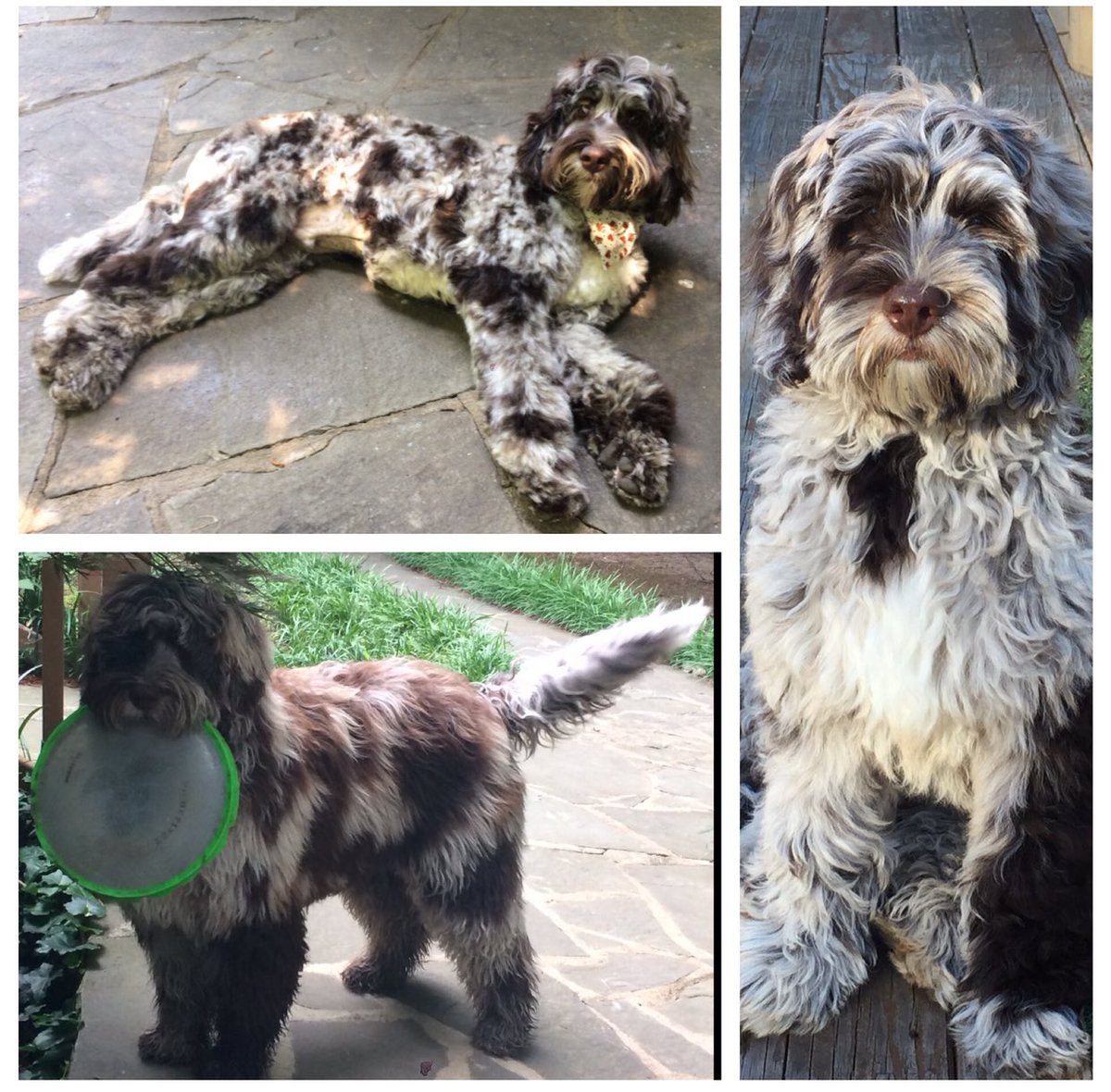 StockBaron Trading tweet media