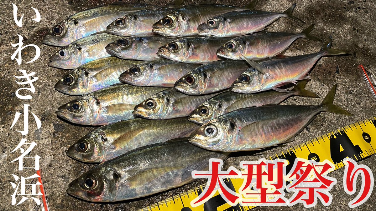 1chigyo_1chie's tweet photo. 🔴YouTube
いわき小名浜港の釣りが凄い状態にッ！
大型でかアジ祭り開催中！
大漁回遊で釣れ過ぎ注意。

https://t.co/KcLssvO5cM @YouTubeより

#アジ釣り
#アジング初心者
#アジングワーム
#ジグヘッド https://t.co/VX9A2Biaug