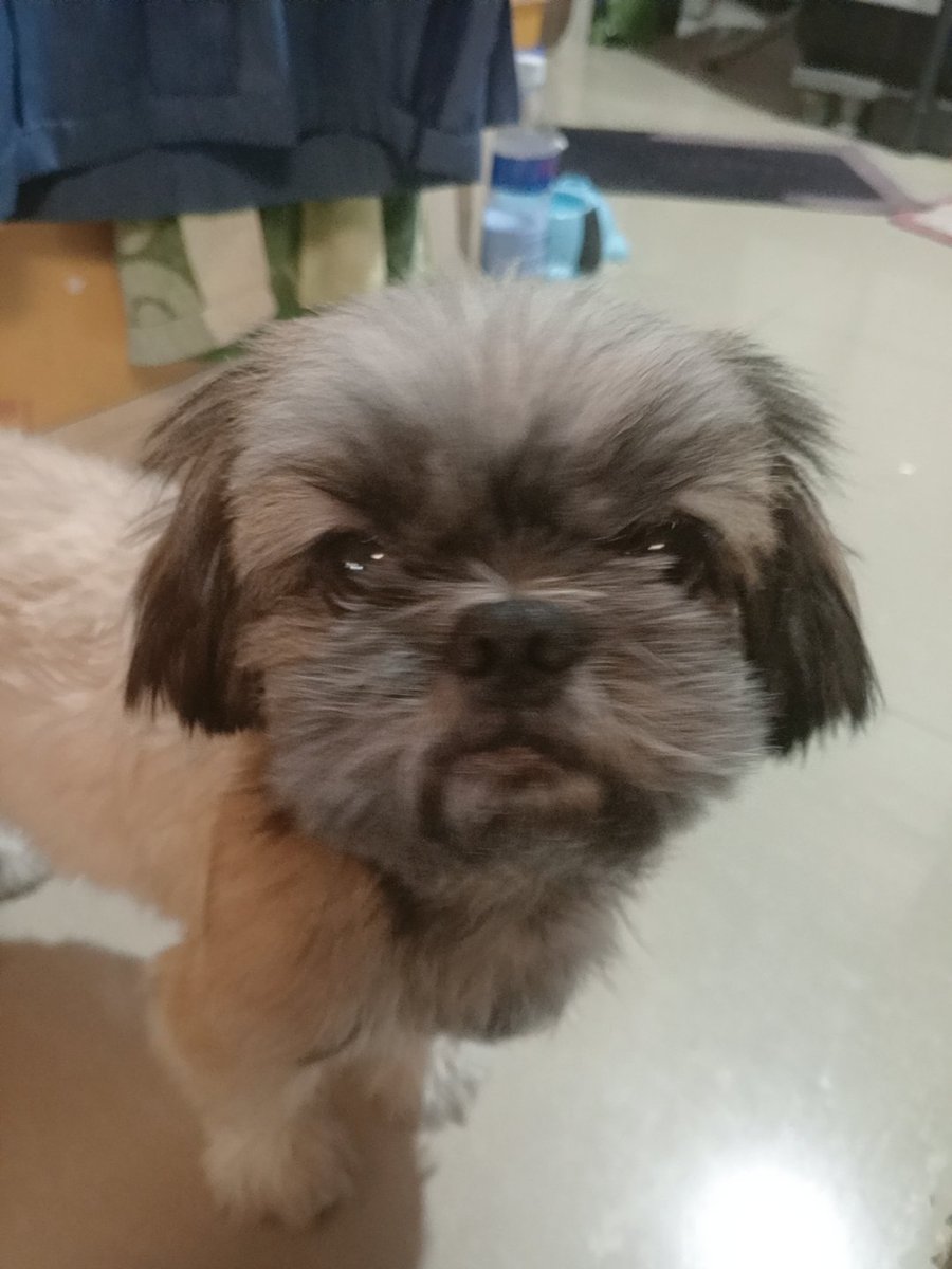 Simp Queen 👑 (Comms Open) tweet media