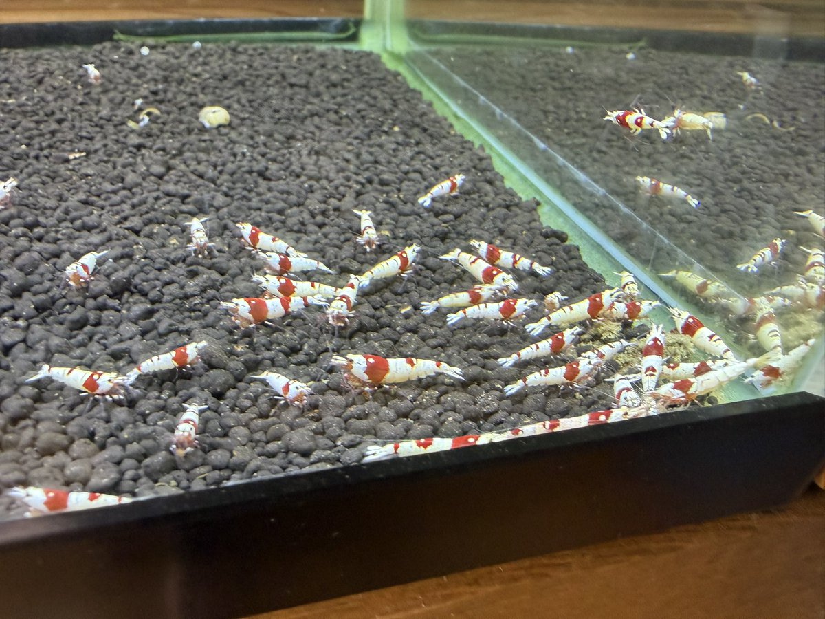 空手蝦(28) tweet media