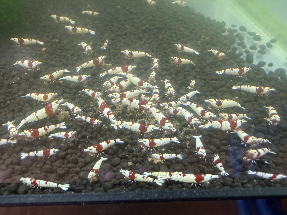 空手蝦(28) tweet media