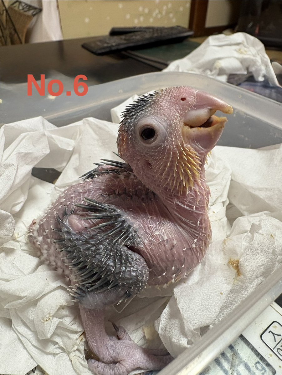 PBird2020's tweet photo. 少しずつ外見にも個性が出てきました。
性格もそれぞれですがみんな可愛い〜😭💕ありがたい事に2羽仮予約です（見学してからどの子か決まります）4/1以降見学可能なのでぜひぜひ会いに来てくださいね🥰
#シロハラインコヒナ #販売 #兵庫県豊岡市 https://t.co/wLbVCePZ5u