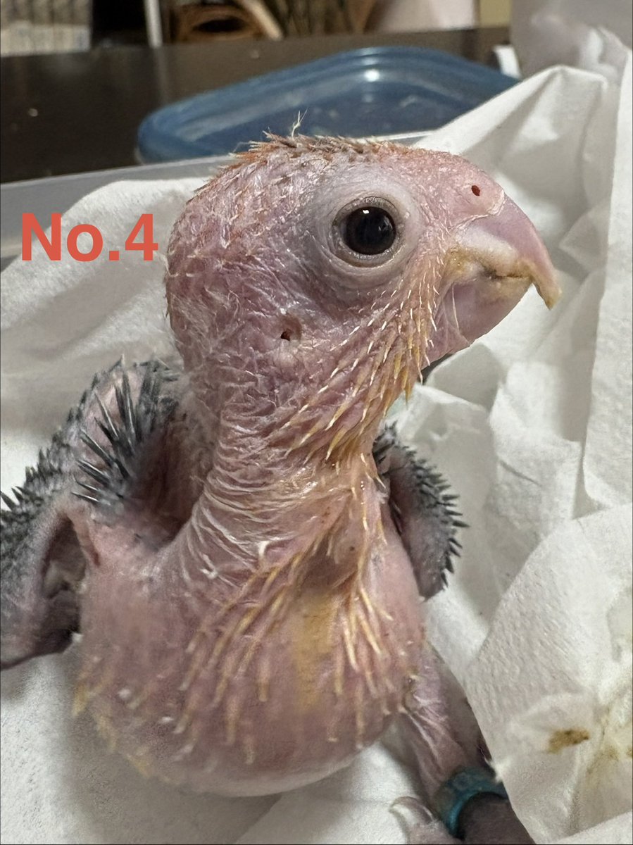 PBird2020's tweet photo. 少しずつ外見にも個性が出てきました。
性格もそれぞれですがみんな可愛い〜😭💕ありがたい事に2羽仮予約です（見学してからどの子か決まります）4/1以降見学可能なのでぜひぜひ会いに来てくださいね🥰
#シロハラインコヒナ #販売 #兵庫県豊岡市 https://t.co/wLbVCePZ5u