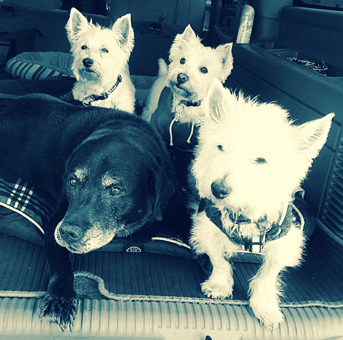 triciaritt's tweet photo. @NimraShahzadin These four never met a friend they didn't like, I know that they are welcoming Pete happily🌈
#molly #delilah #willie #sundae #restinpeacepete https://t.co/sr5ytKQNXZ