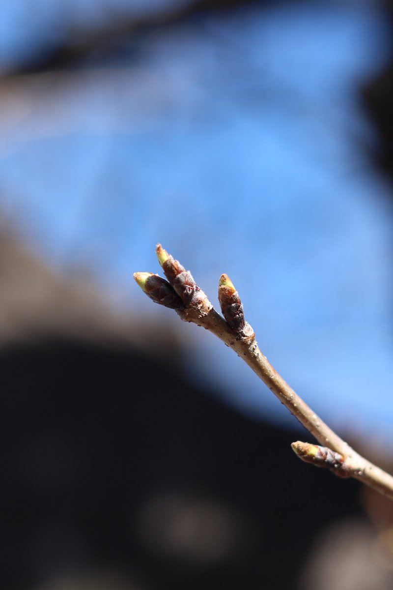 イノウエ タイジ tweet media