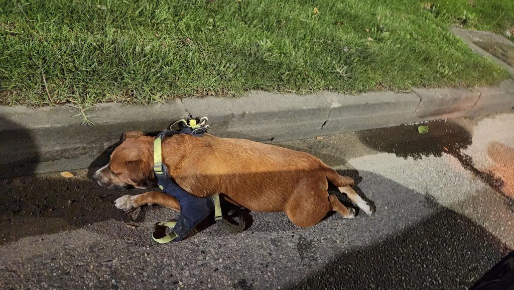 Perrito encontrado muerto en la autopista Norte con 160 se ve era un perrito de casa. Llevaba arnés. Esas son las lamentables consecuencias de dejar perder los animales. Tenencia irresponsable es una forma de maltrato.