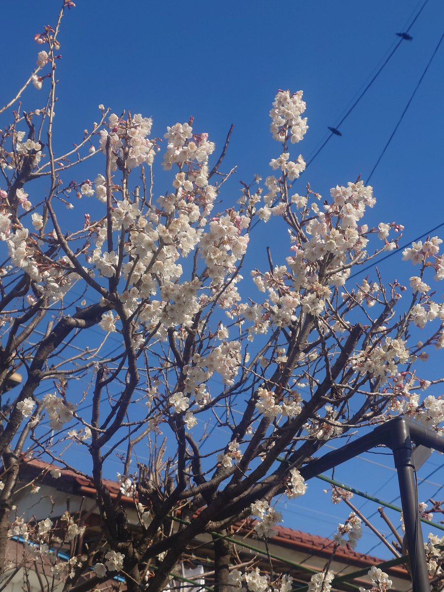 JL( ^_^)/□☆ tweet media