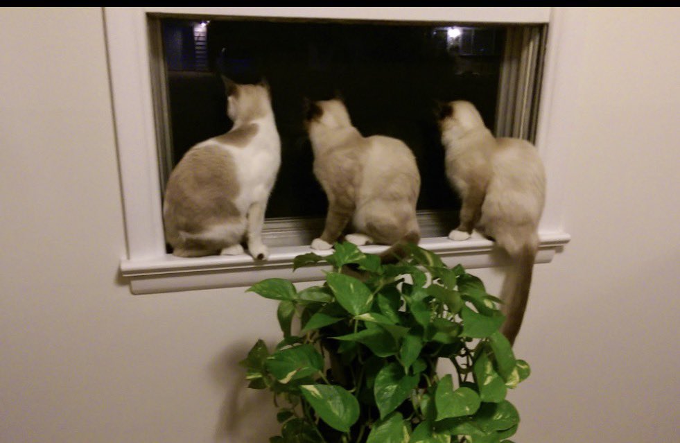 Smurfette tweet media