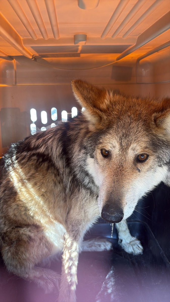 Marina Robles tweet media