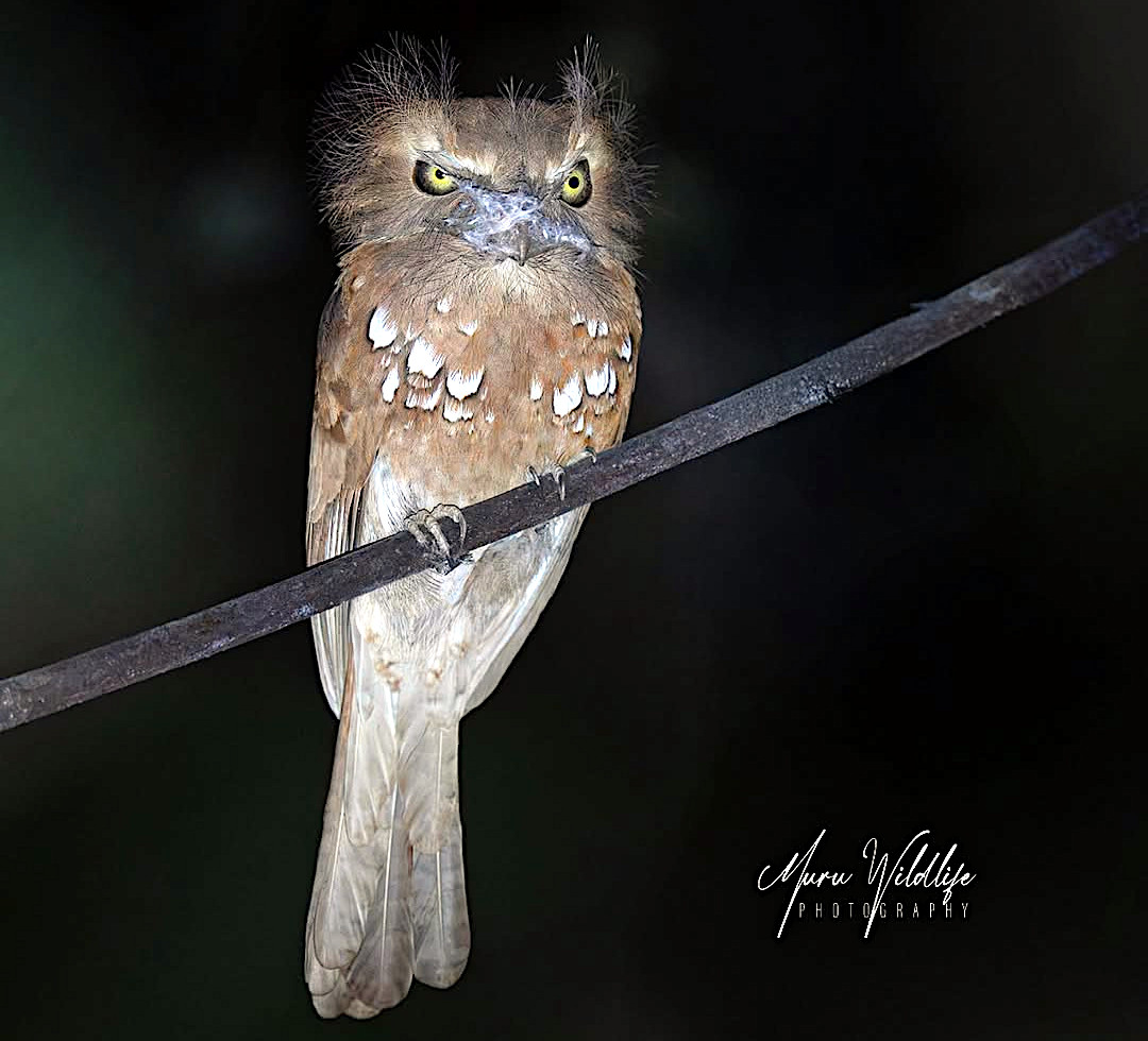 TheBatBotLab🇺🇸 tweet media