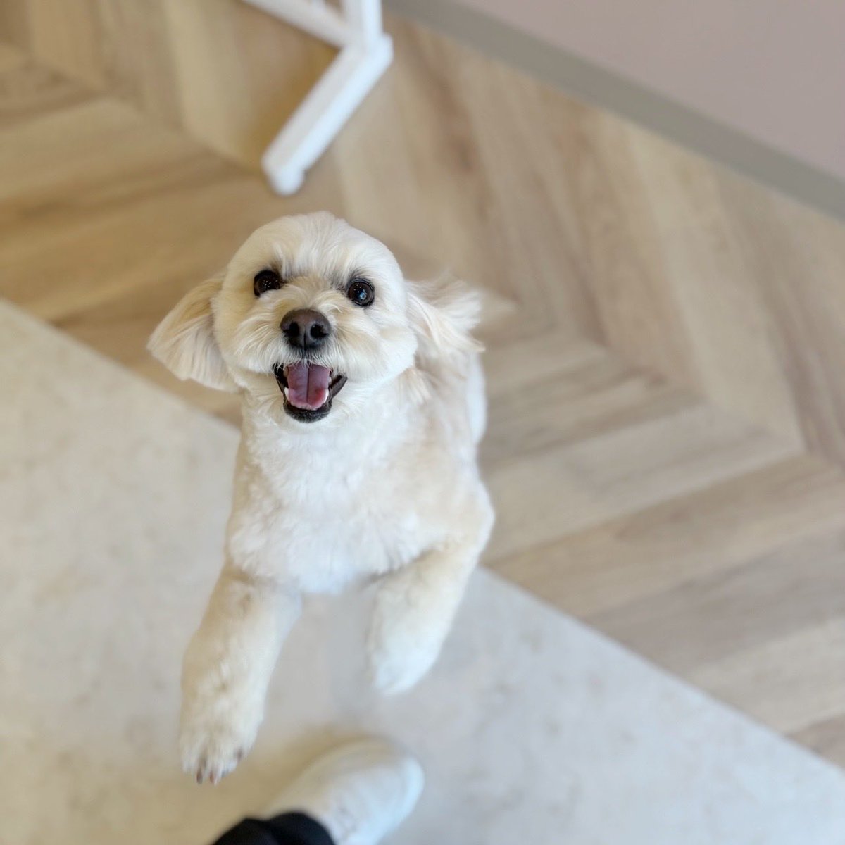 まめあず母 tweet media