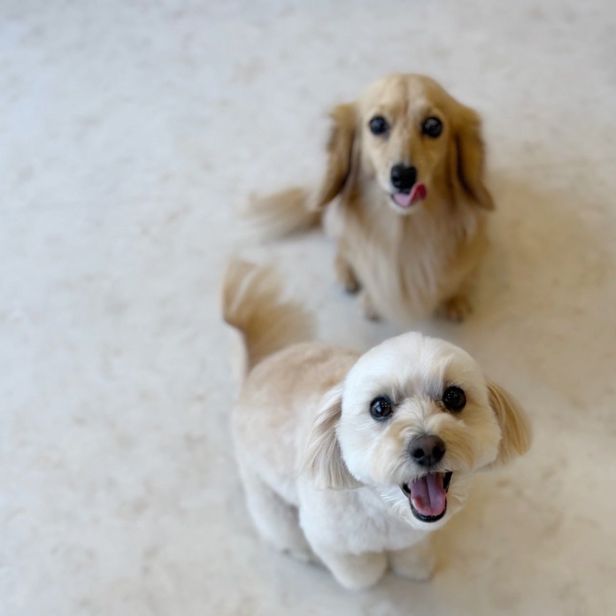 まめあず母 tweet media