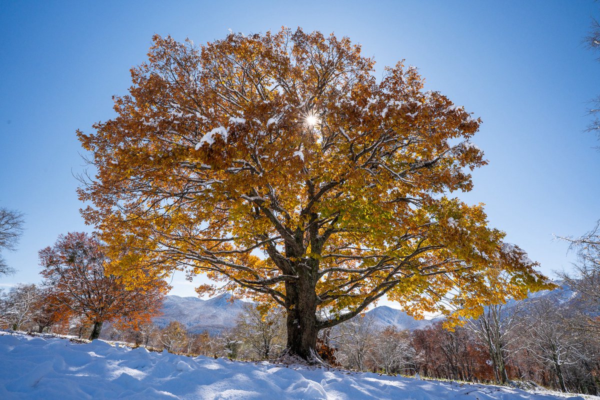 今年の冬

山登ったり滑ったり
這いつくばって氷の写真撮ったりしてたら終わった
星全然見に行かなかったな...