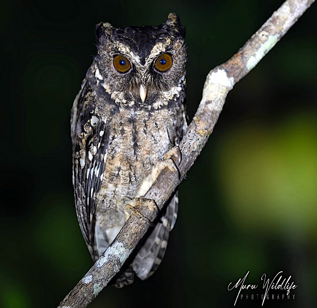 TheBatBotLab🇺🇸 tweet media