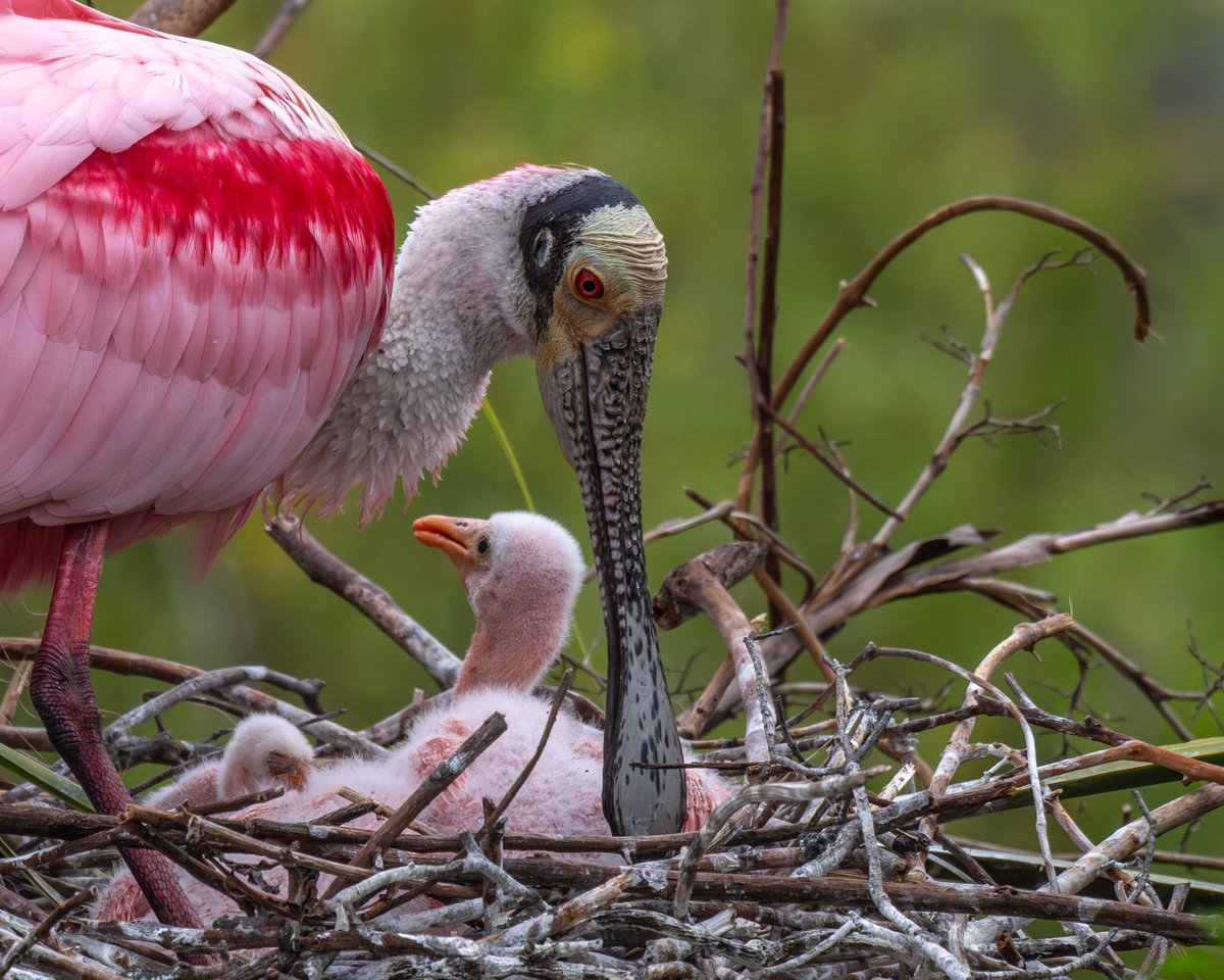 Roseate Spoonbill
The youngsters are known as “teaspoons”.
