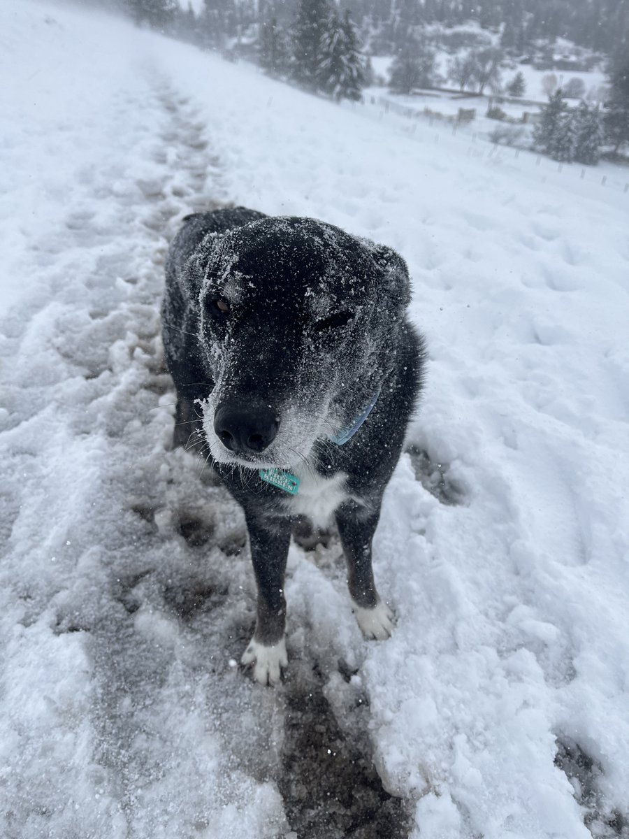 Sophianeⵣ is Team Hoary🦇🦇 tweet media