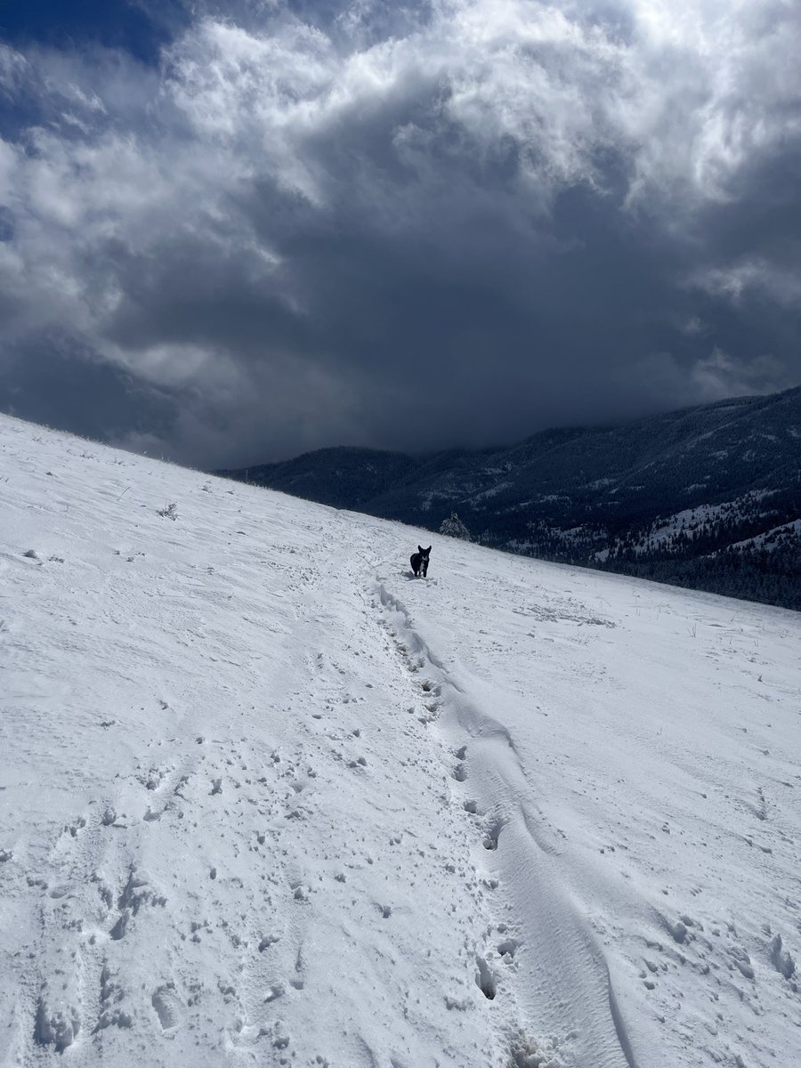 Sophianeⵣ is Team Hoary🦇🦇 tweet media