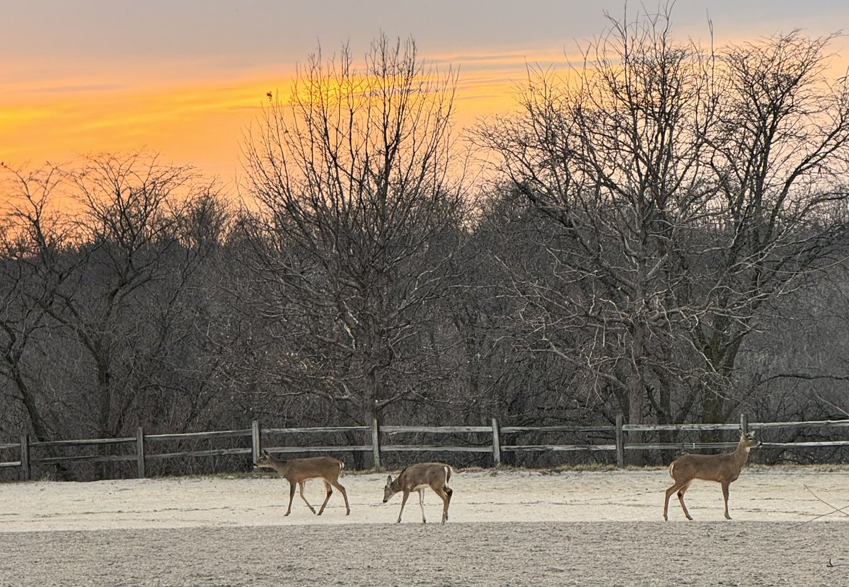Beard Vet tweet media