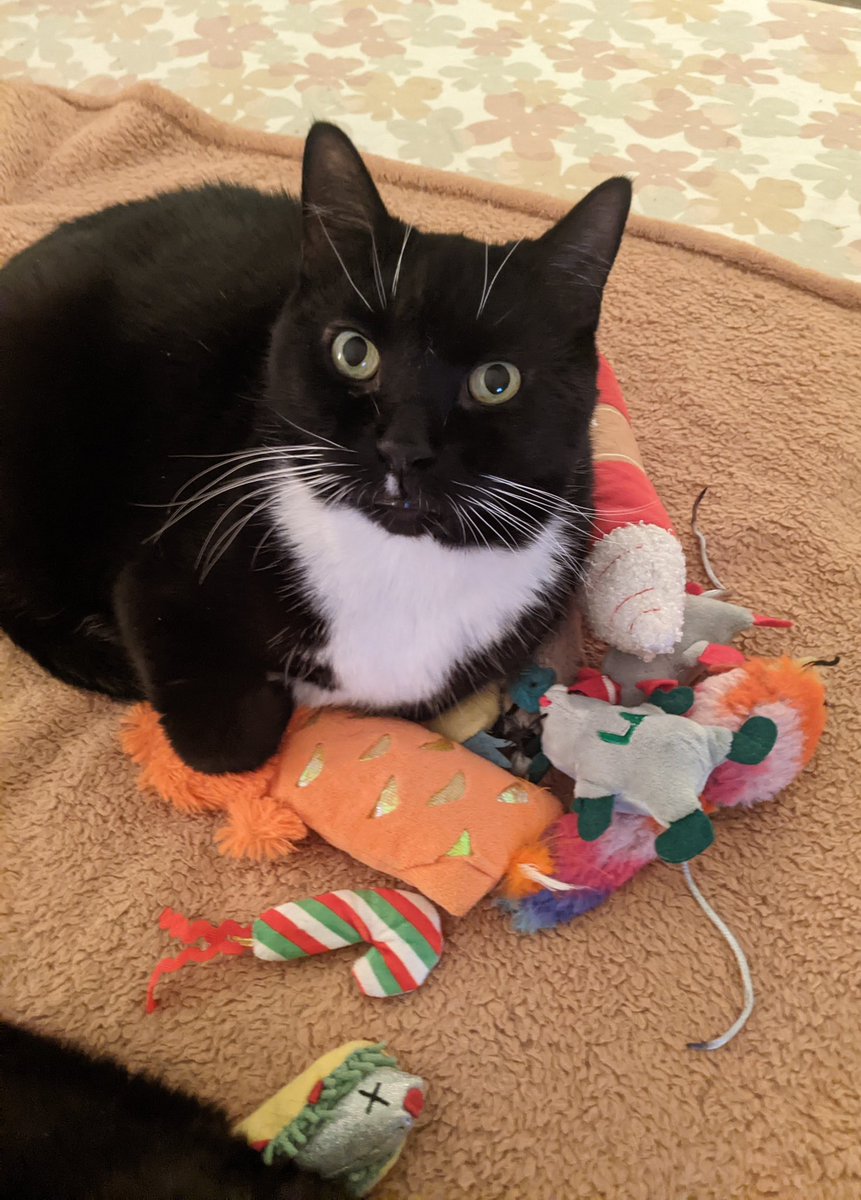 𝓓𝓸𝓷𝓷𝓪 ⚛︎ ☪︎ 𓃵 tweet media