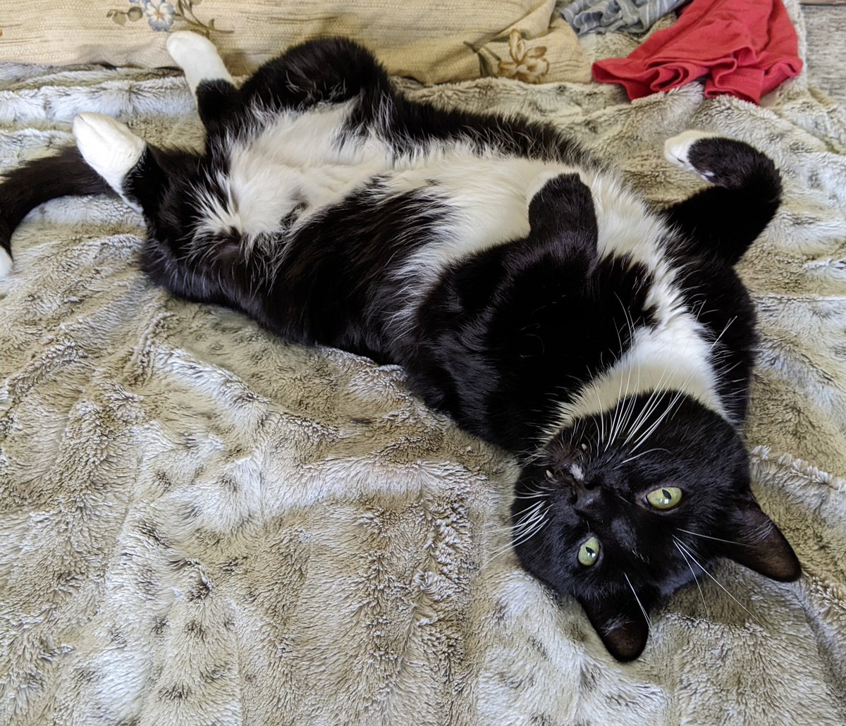 𝓓𝓸𝓷𝓷𝓪 ⚛︎ ☪︎ 𓃵 tweet media