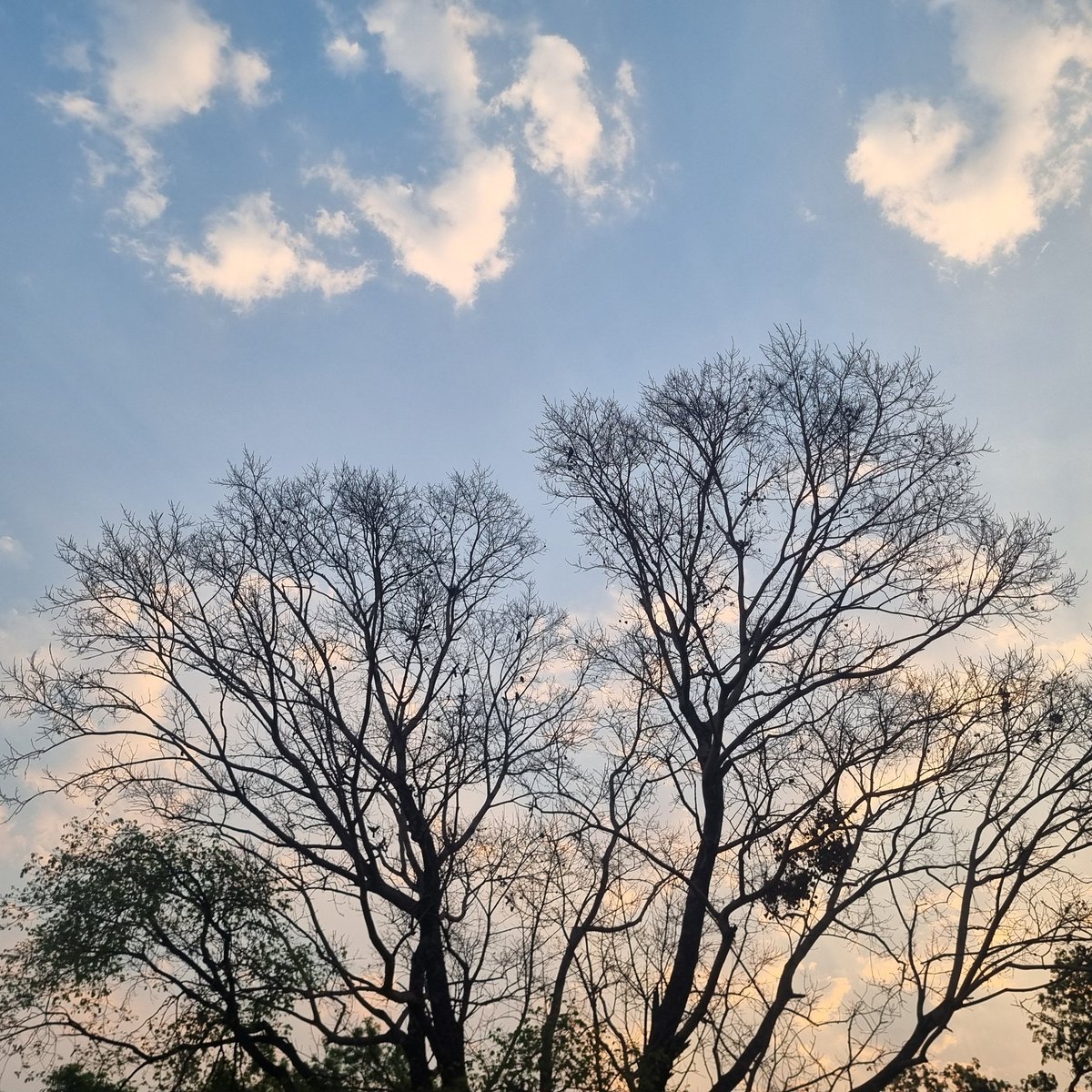 MAYAVERSE🌌 tweet media