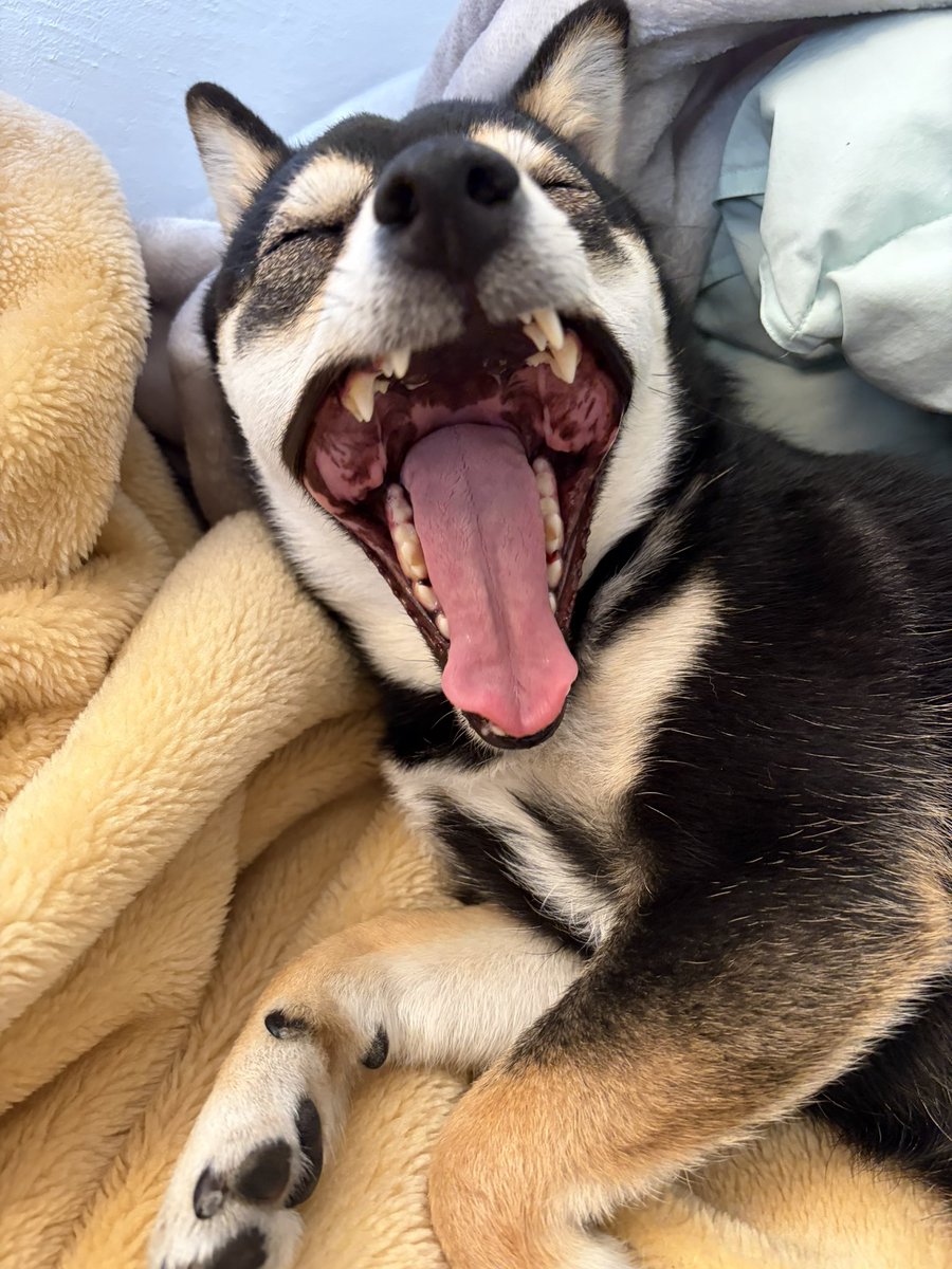 carrotorange's tweet photo. 眠いなぁ
#豆柴 https://t.co/ytXxbFFVqR