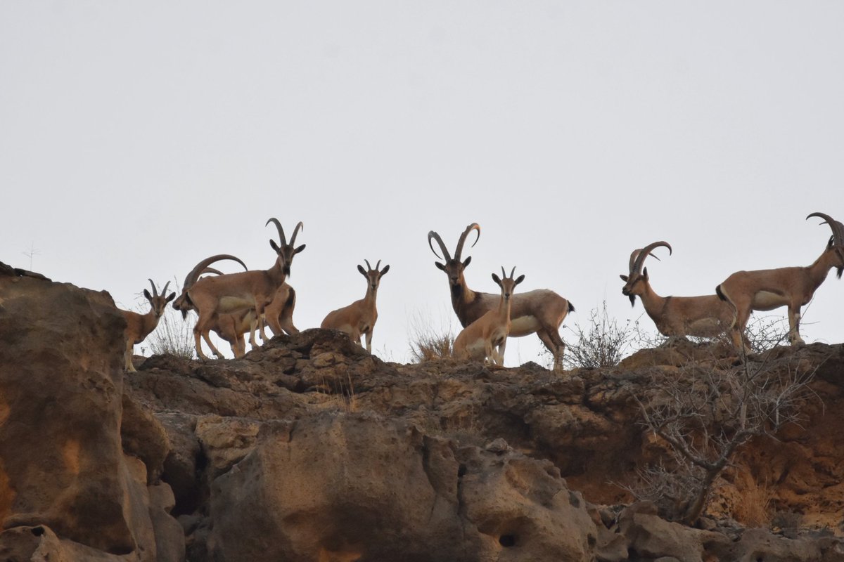 Syed Rizwan Mehboob tweet media