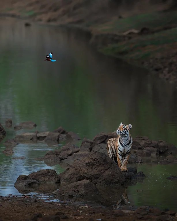 GuyNature14322's tweet photo. Royal Bengal Tiger looking at flying Kingfisher bird in Maharashtra forest, India

[📸 Supratim Kar / baptu.88] https://t.co/8F3JMDmDw8