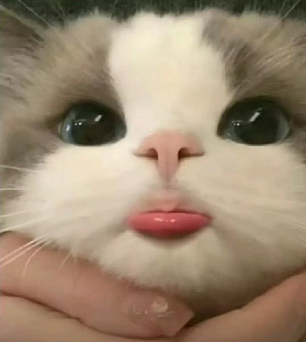 suikameow's tweet photo. https://t.co/xCEQ8f8Mcs