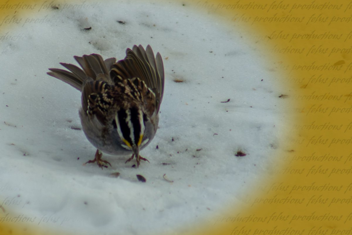 ripka_lance's tweet photo. The White-throated Sparrow is a familiar winter visitor across Pennsylvania, known for its crisp white throat patch and bright yellow spot between the eye and bill.

#WhiteThroatedSparrow #BirdsOfPennsylvania #Birdwatching #BackyardBirds #FelusProductions 📸🐦 https://t.co/XNdaygWIEw