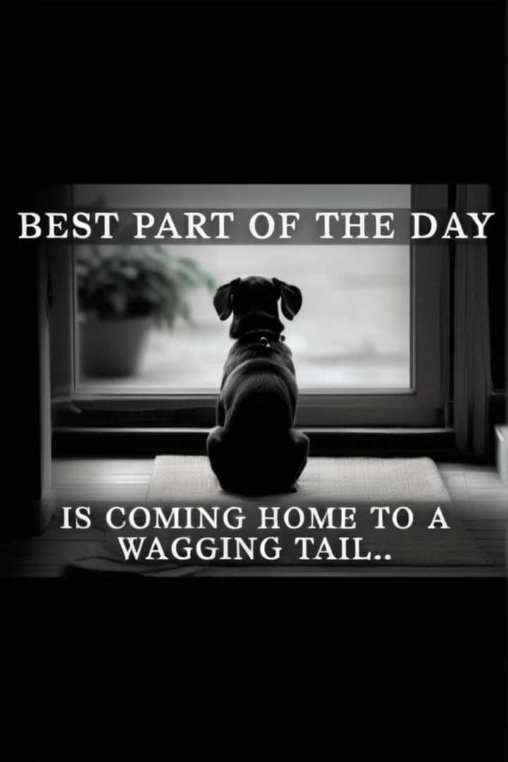 Dog Lovers tweet media