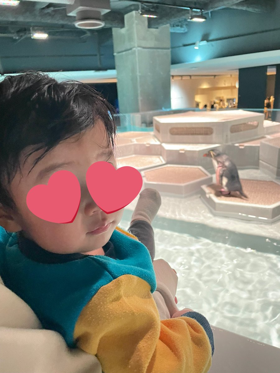 cebutsuma's tweet photo. 初(ミニ)水族館🐧興味を持っていたようないないような。笑 https://t.co/8fwp6ZBcXo