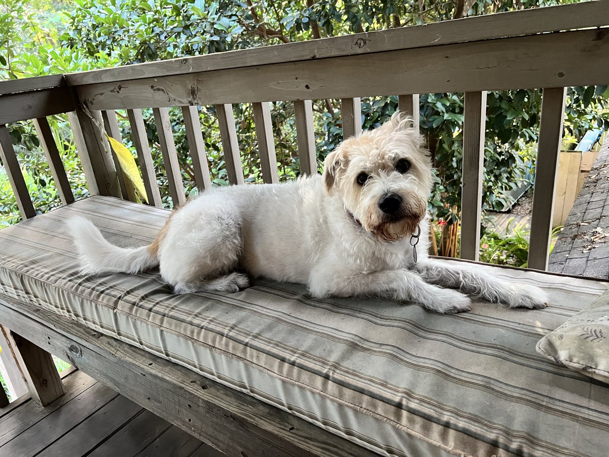 deborahsalmi's tweet photo. @paul_conyngham @sebkrier So happy for you and Rose. This is Daisy Belle. I would do the same for her. 🐾❤️ https://t.co/snV6veG209