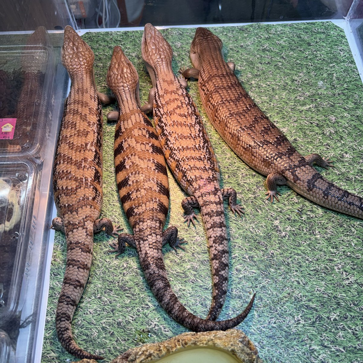 アニマルハウスももれっぷ　3月15日エキスポスーパーアリーナ出店 tweet media