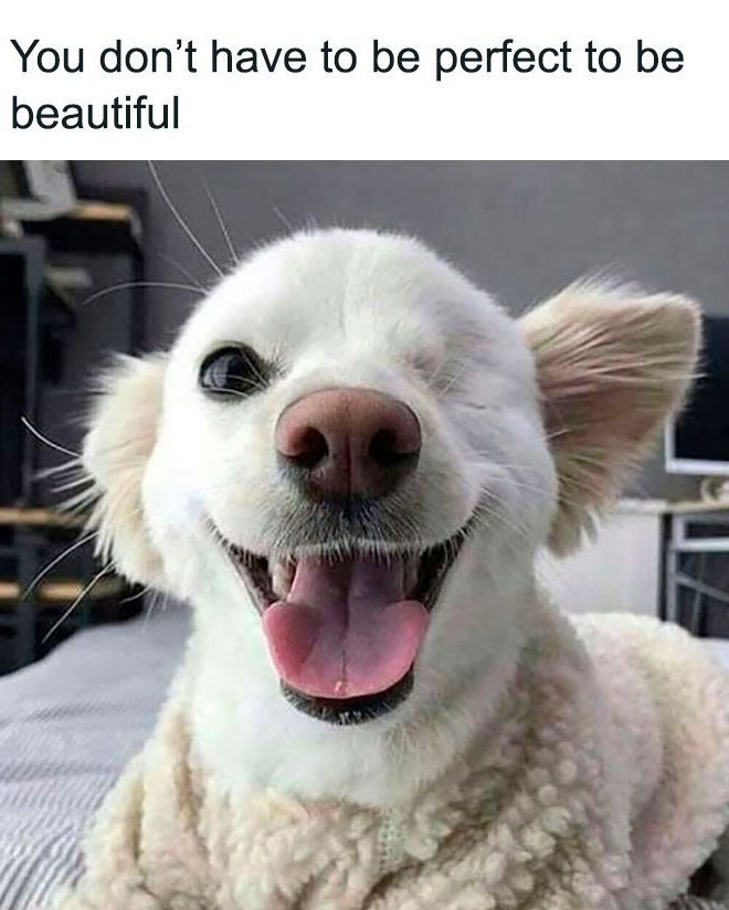 Beyond The Leash tweet media