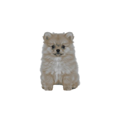 𝗤𝗨𝗘𝗘𝗡 ‎ ‎‎ ‎𝓒𝑯𝑨𝑹𝑳𝑶𝑻𝑻𝑬 ✩ tweet media