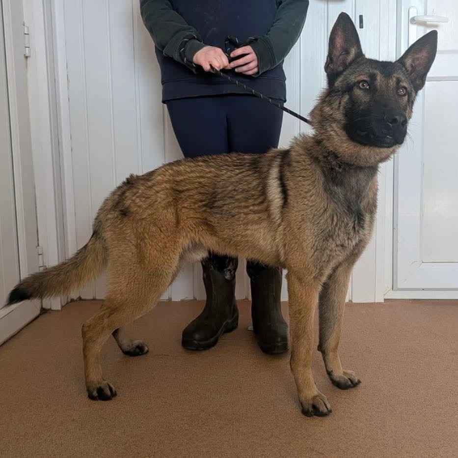 Greenacres Rescue tweet media