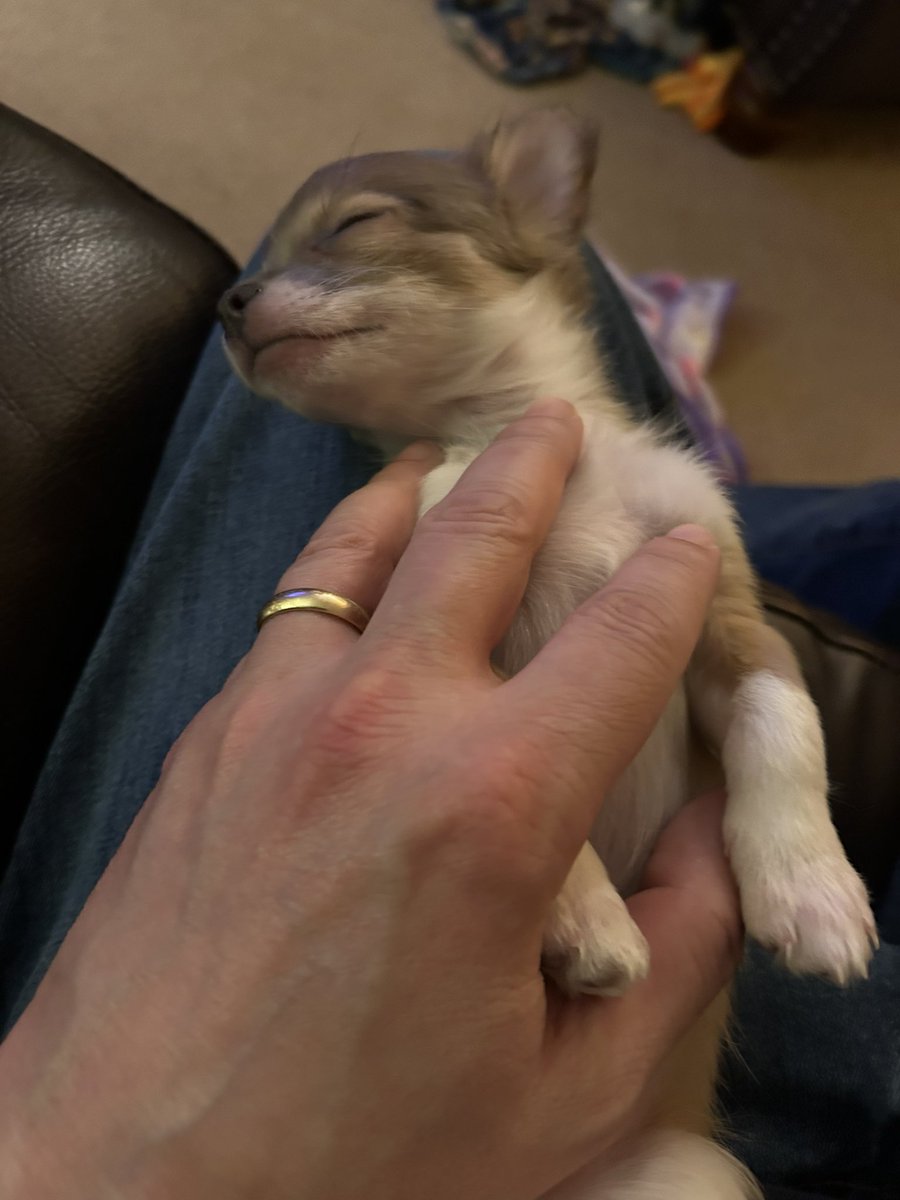 Betty is clearly going to grow up to be a vicious attack dog…am I right?