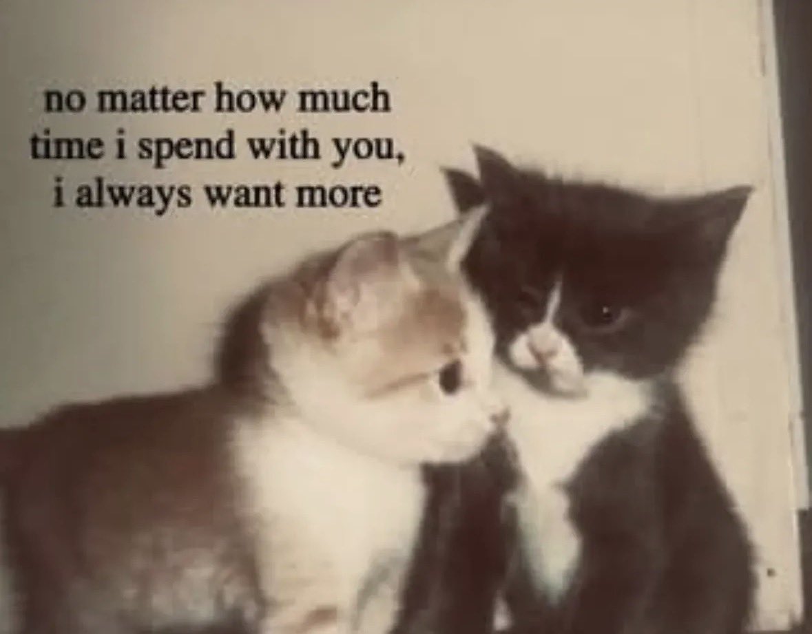 LiterallyMeCats (@literallymecats) on Twitter photo 