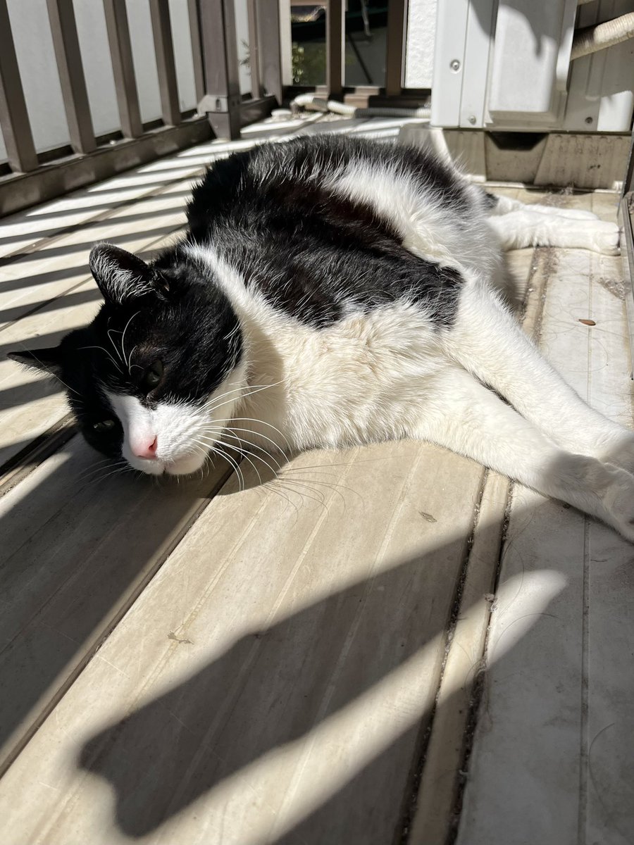 Cat for Light tweet media