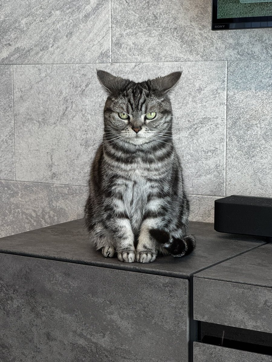 WBC応援、急に大きな声を出すなと注意を受けてる