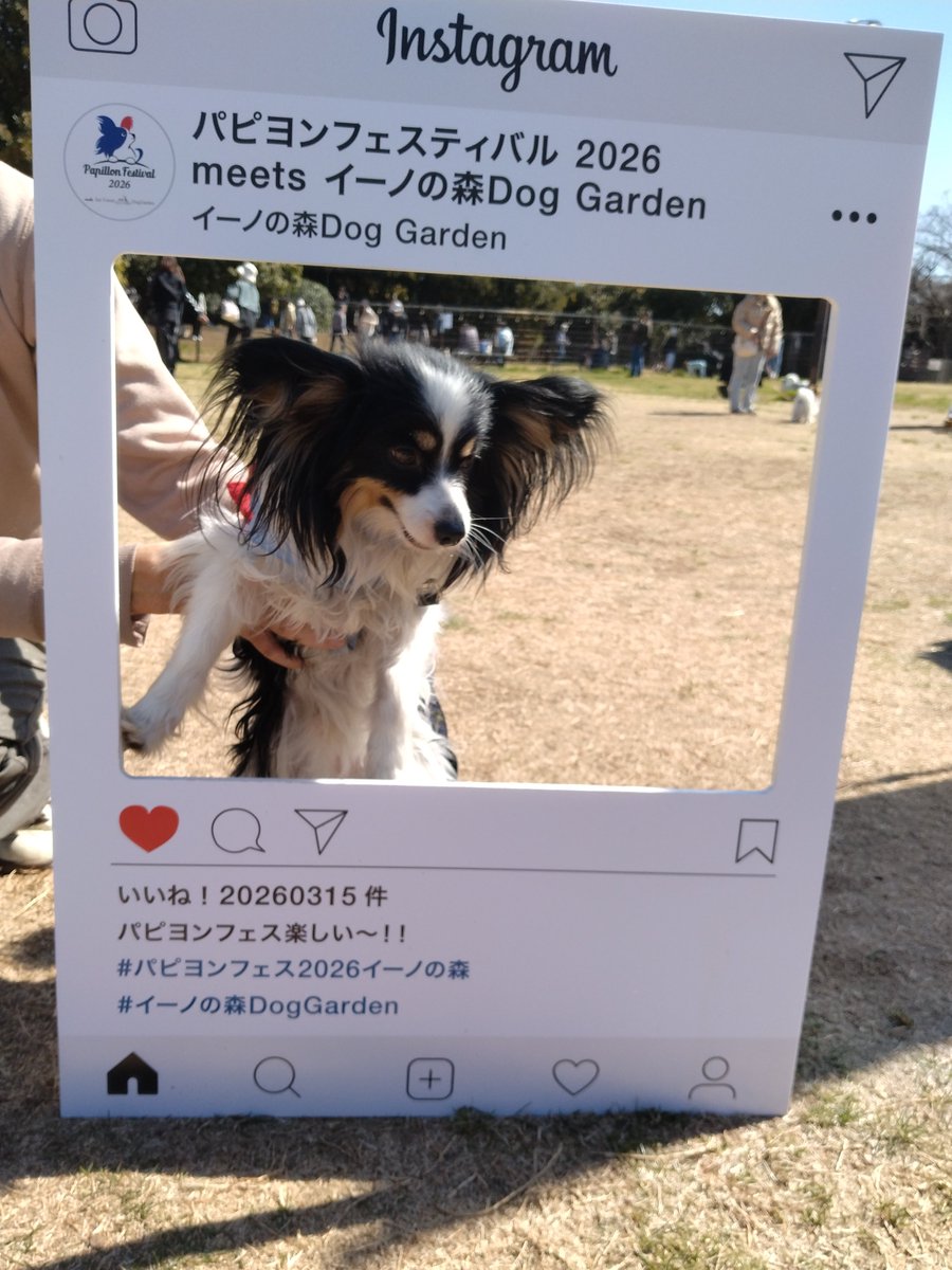 #パピヨンフェス2026イーノの森
晴れてよかった！