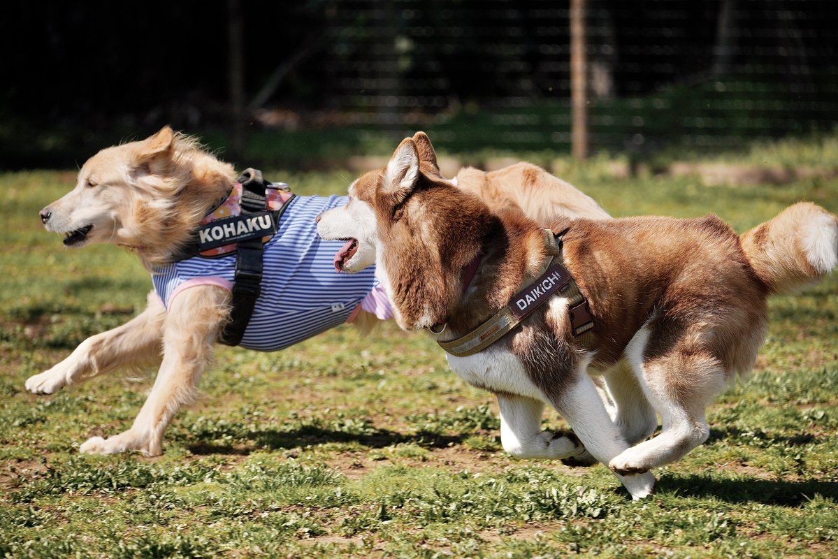 シベリアンハスキー大吉♂ tweet media
