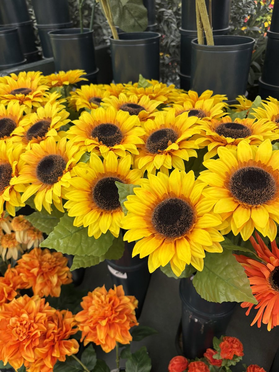 Sunflowerfy tweet media