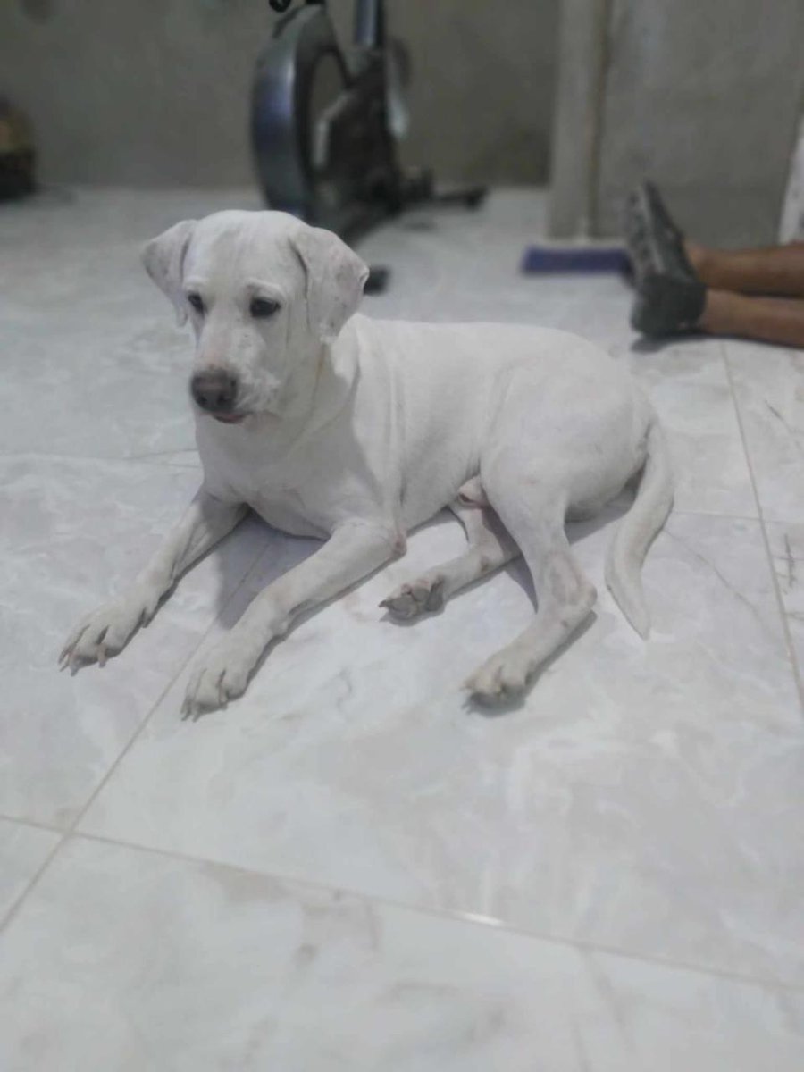 AlertaMePerdi's tweet photo. #PERDIDO #GUAYAQUIL
Nombre: #Beily 
Fecha: 17-12-25
Sector: Centro, Calicuchima y José Mascote 1716
Sexo: Macho
Raza: Mestizo 
Obsv: Color blanco con pintitas cafés claras en las orejas, ojo derecho lastimado
Contacto: 0994224871
¡Ayúdalo a volver!
#AlertaMePerdí https://t.co/BqM6Cdnzk9