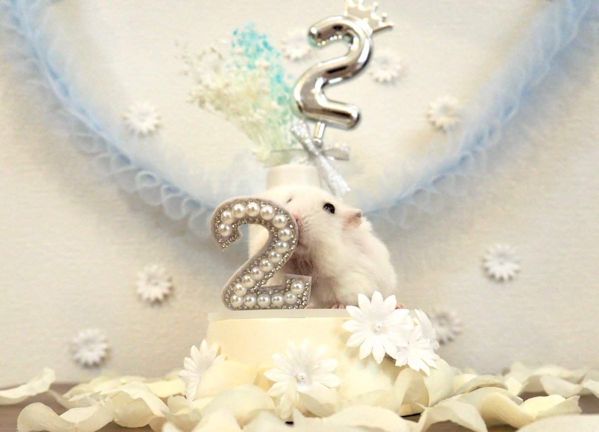 ore_tororo's tweet photo. 🫧 　　　2 ɴ ᴅ 　ʜ ᴀ ᴘ ᴘ ʏ 
　  ʙ ɪ ʀ ᴛ ʜ ᴅ ᴀ ʏ 🎂  ᴛ ᴏ ʀ ᴏ ʀ ᴏ  🫧

2 0 2 6 . 3 . 1 4 https://t.co/ud7xSY6GWh