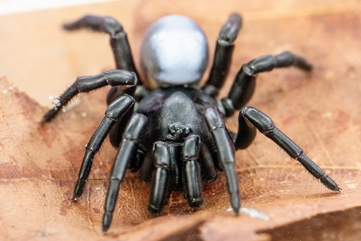 Dade Chapter of the Florida Native Plant Society tweet media