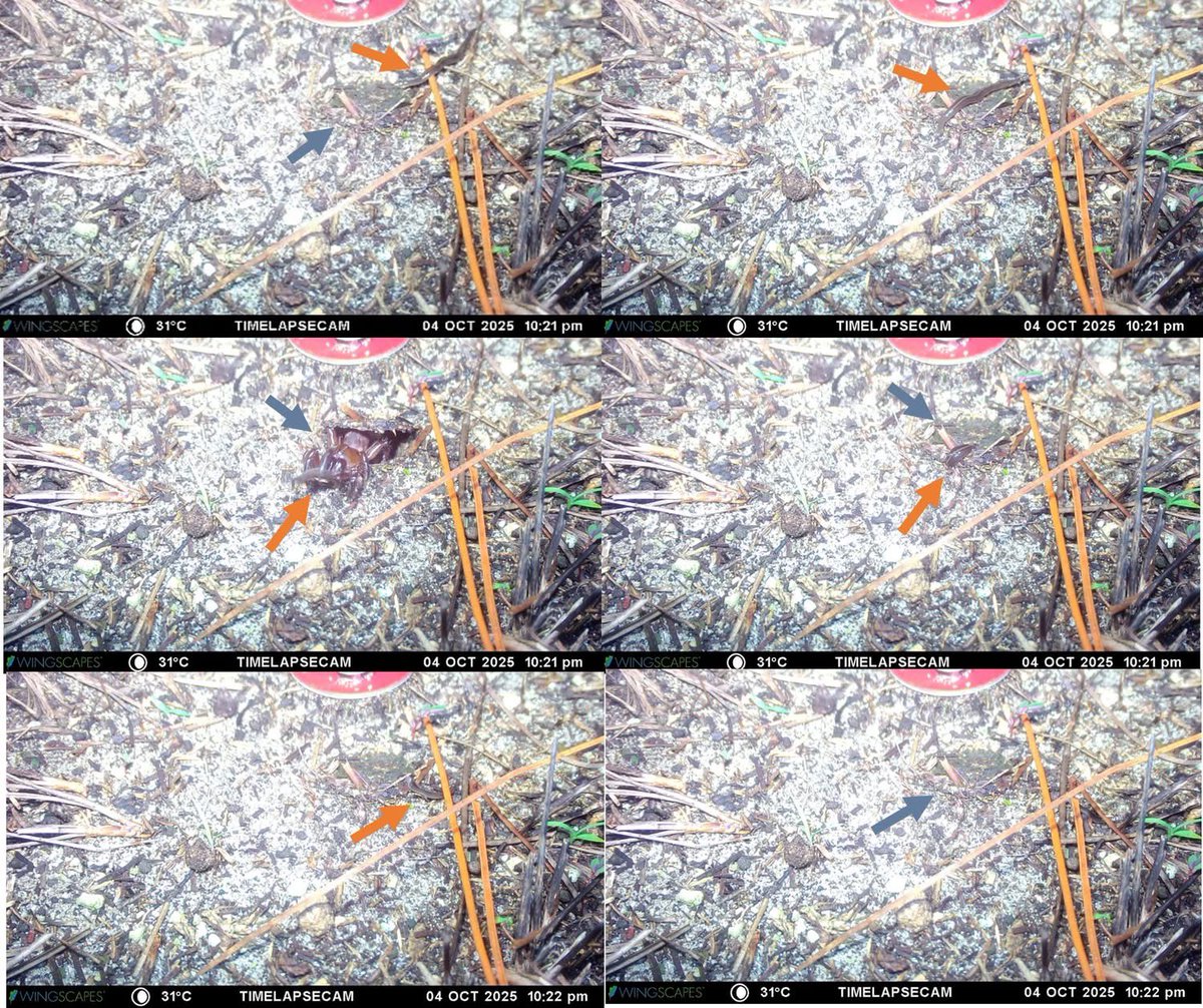 Dade Chapter of the Florida Native Plant Society tweet media