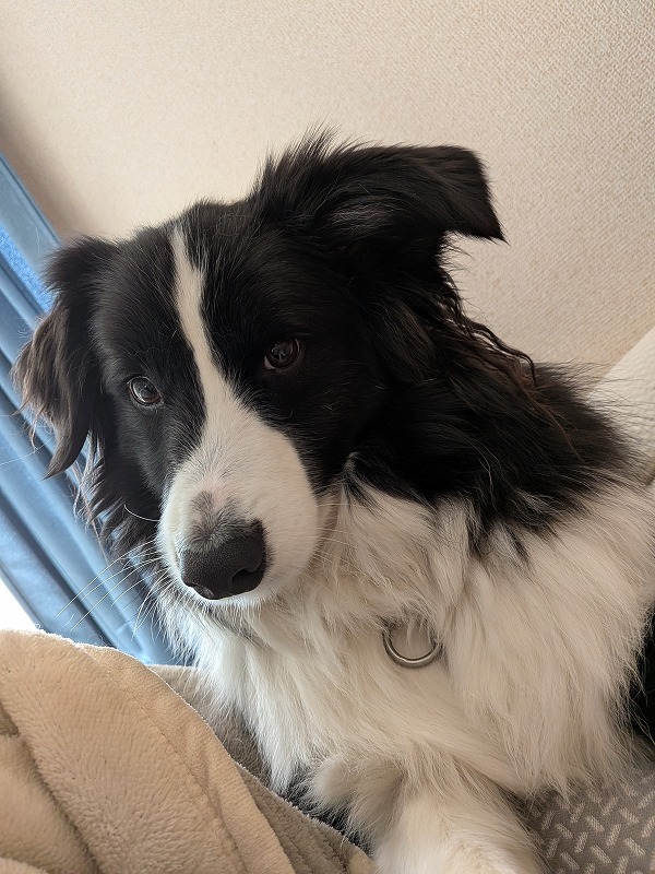 ドルチェ tweet media